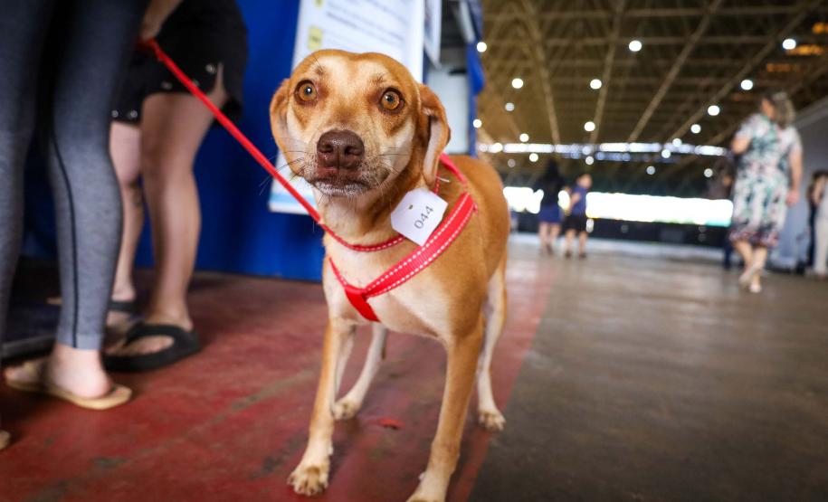 CastraPet Paraná vai passar por 37 municípios e beneficiar 6 mil animais em junho