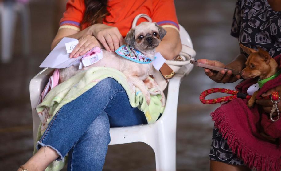 CastraPet Paraná vai passar por 37 municípios e beneficiar 6 mil animais em junho