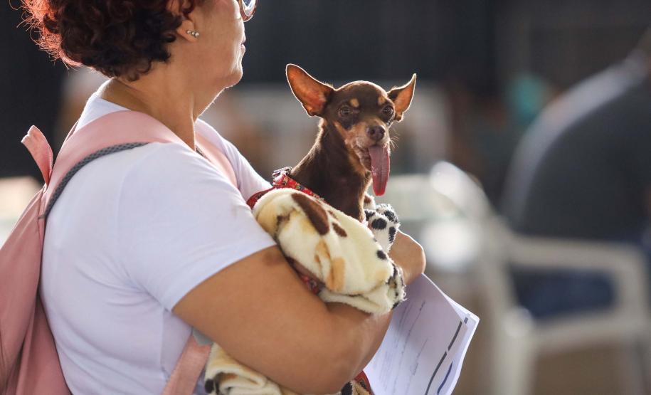 CastraPet Paraná vai passar por 37 municípios e beneficiar 6 mil animais em junho