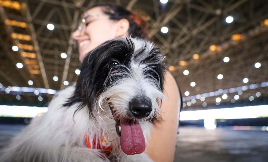 CastraPet Paraná vai passar por 37 municípios e beneficiar 6 mil animais em junho