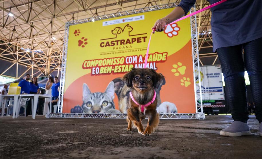 CastraPet Paraná vai passar por 37 municípios e beneficiar 6 mil animais em junho