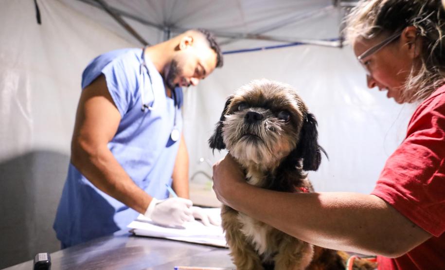 3,3 mil animais de 21 municípios serão atendidos pelo CastraPet em julho; confira a agenda