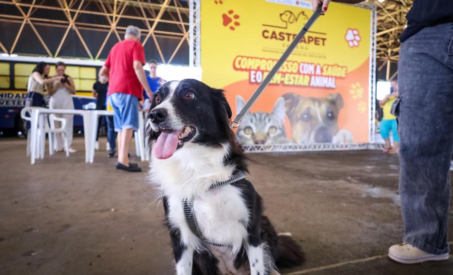 3,3 mil animais de 21 municípios serão atendidos pelo CastraPet em julho; confira a agenda