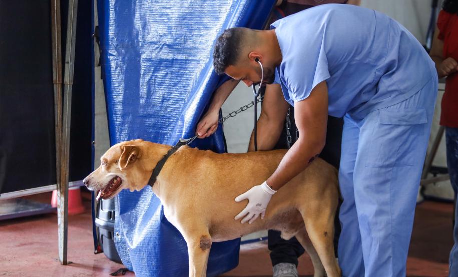 3,3 mil animais de 21 municípios serão atendidos pelo CastraPet em julho; confira a agenda