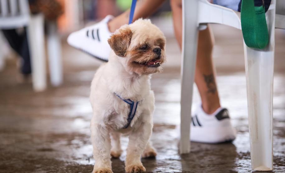 3,3 mil animais de 21 municípios serão atendidos pelo CastraPet em julho; confira a agenda