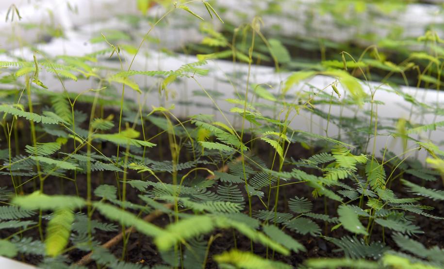 Em expansão, Projeto Arboreto amplia rede de conservação da flora nativa do Paraná