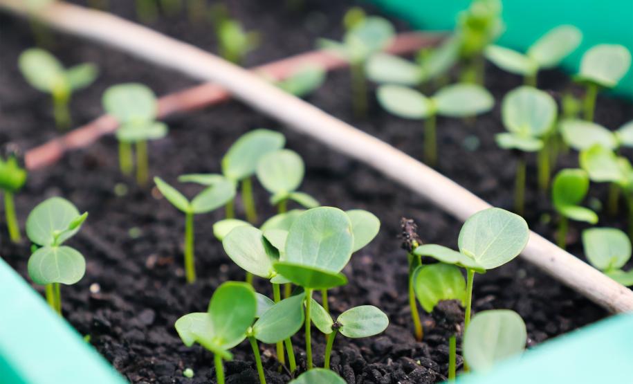 Conversão de multas ambientais destinou R$ 8,7 milhões para projetos sustentáveis no Paraná