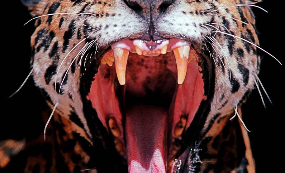 Cores da Natureza do Paraná: Sedest lança livro fotográfico da biodiversidade do Estado