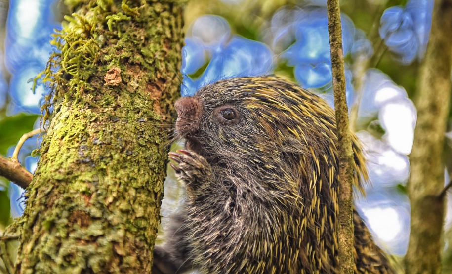 Cores da Natureza do Paraná: Sedest lança livro fotográfico da biodiversidade do Estado