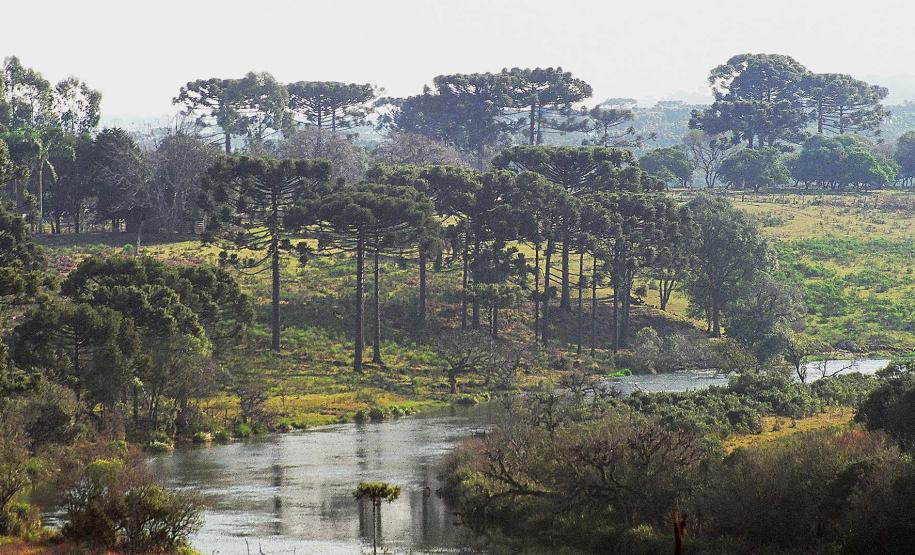 Paraná planta o futuro: distribuição de 668 mil mudas de Araucária reforçam símbolo do Estado