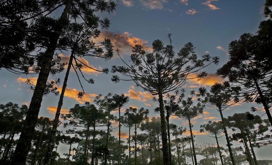 Paraná planta o futuro: distribuição de 668 mil mudas de Araucária reforçam símbolo do Estado