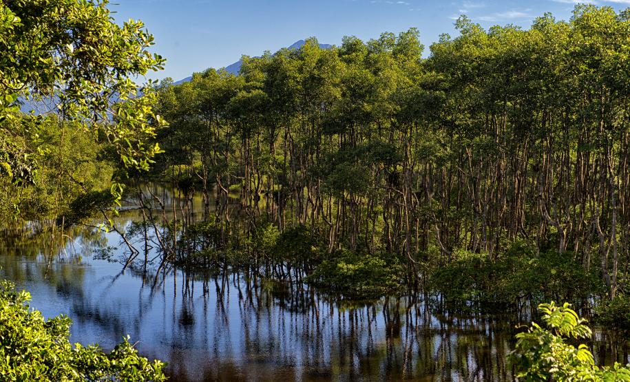 Do mangue ao sítio arqueológico: parques estaduais são abrigos da natureza paranaense