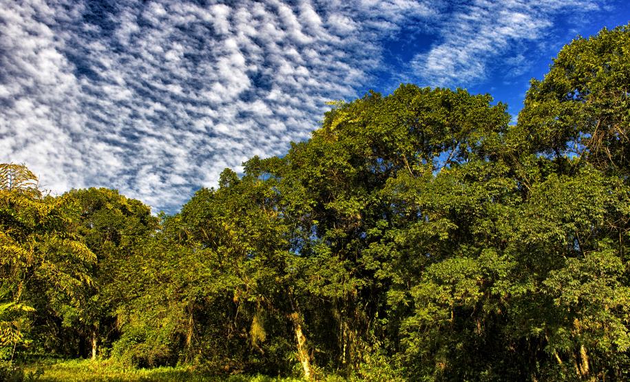 Do mangue ao sítio arqueológico: parques estaduais são abrigos da natureza paranaense