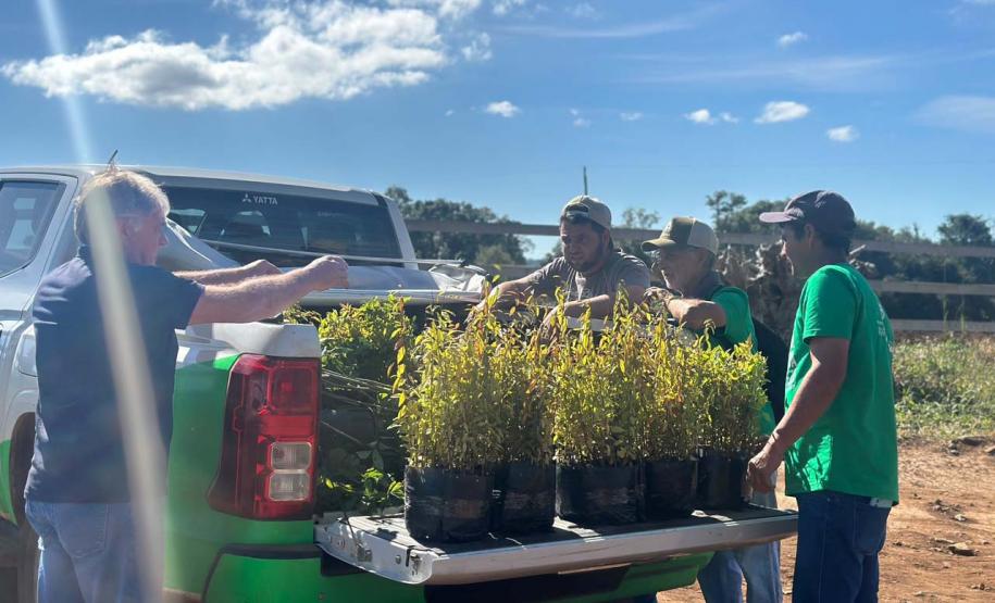 Com entrega de mudas, Semana do Meio Ambiente ajuda a regenerar 4,8 hectares no Paraná