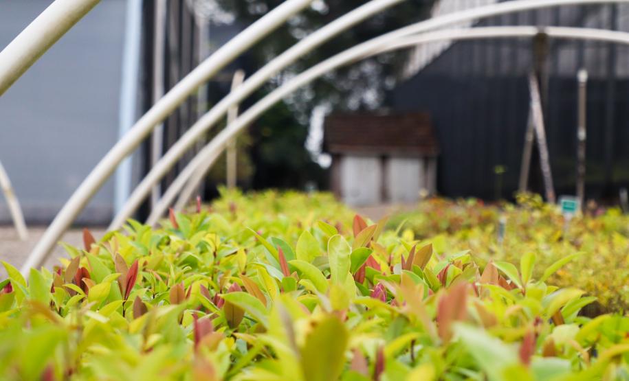 Em expansão, Projeto Arboreto amplia rede de conservação da flora nativa do Paraná