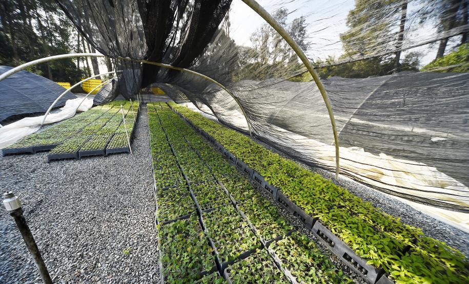 Em expansão, Projeto Arboreto amplia rede de conservação da flora nativa do Paraná