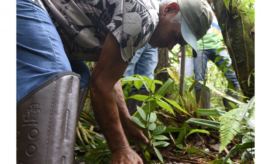 Plantio de mudas, trilha sensorial e mutirão agitam a Semana do Meio Ambiente