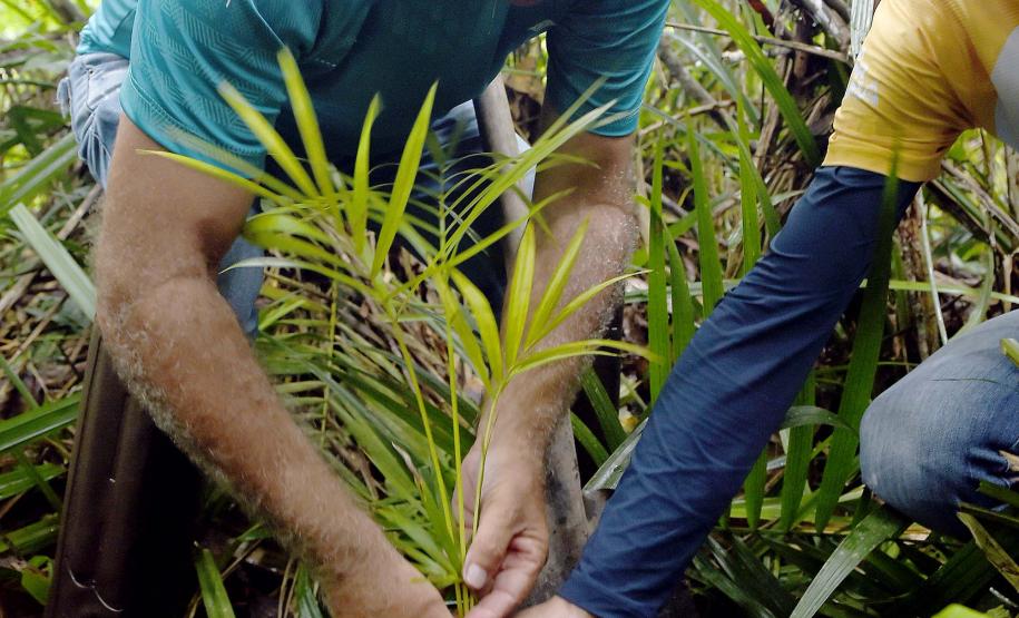 Plantio de mudas, trilha sensorial e mutirão agitam a Semana do Meio Ambiente