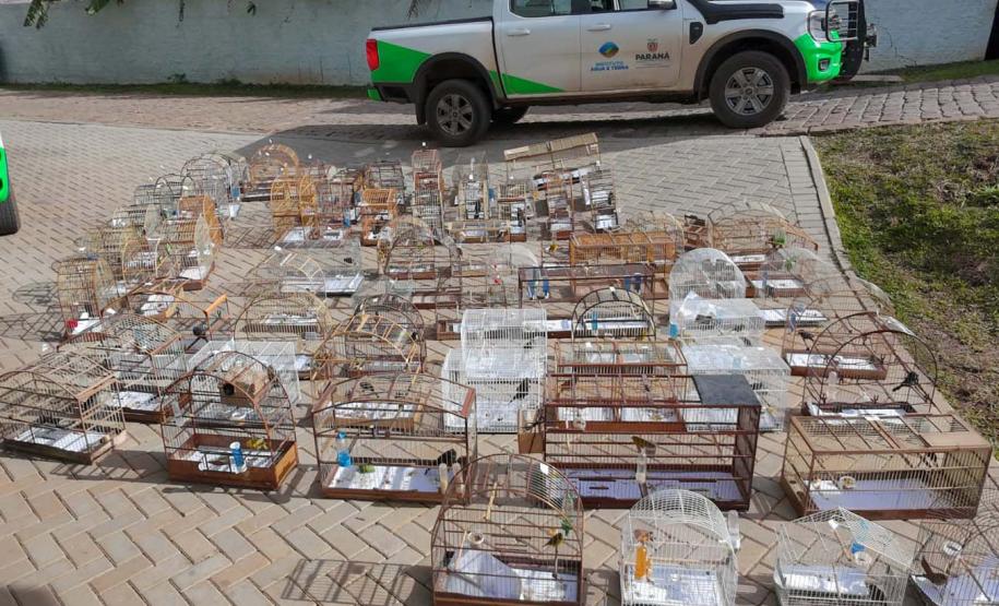 PMPR e IAT apreendem 95 aves e aplicam mais de R$ 400 mil em multas em Guarapuava