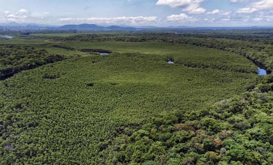 Paraná reduziu em 87,5% desmatamento da Mata Atlântica entre 2020 e 2025