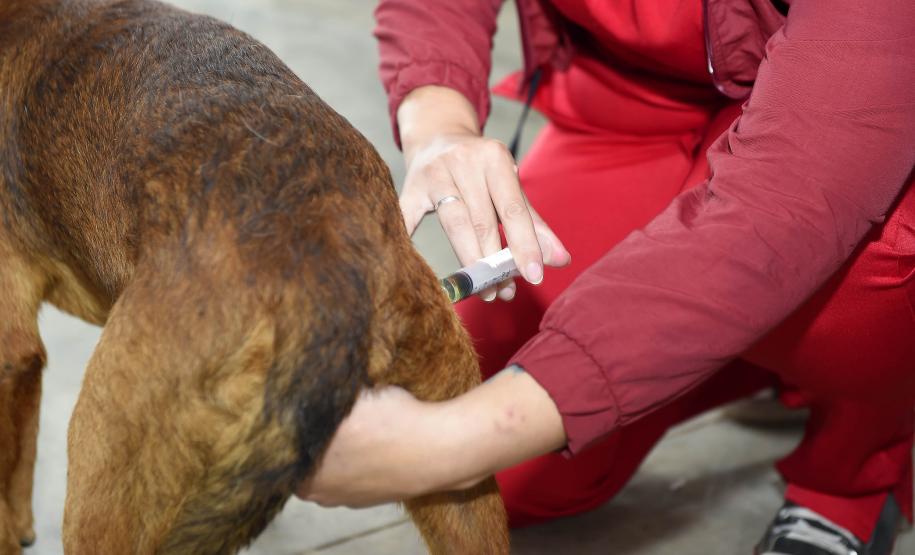 Proteção animal e humana: programa de castração também oferta vacina contra a raiva