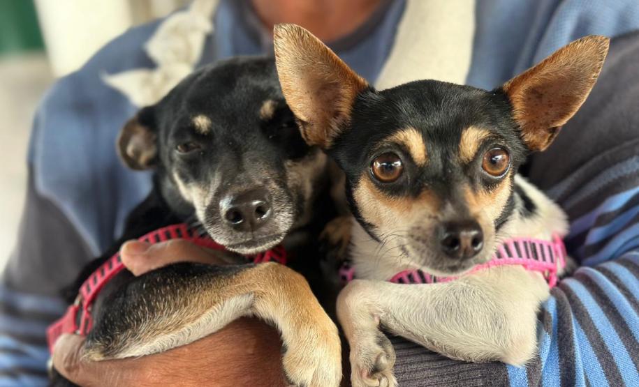 Proteção animal e humana: programa de castração também oferta vacina contra a raiva