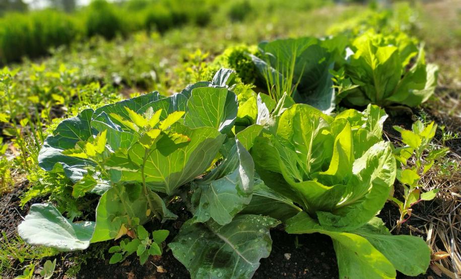 IAT vai investir R$ 39,1 milhões em 13 projetos de agroecologia no Paraná
