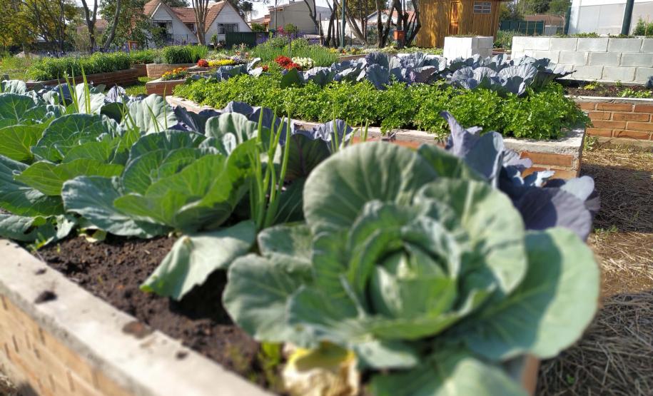 IAT vai investir R$ 39,1 milhões em 13 projetos de agroecologia no Paraná