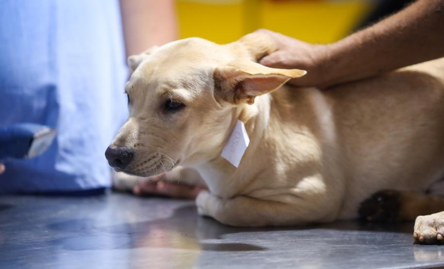 CastraPet beneficiou 15,8 mil animais do Litoral e RMC; confira agenda de novembro