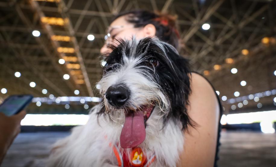 CastraPet beneficiou 15,8 mil animais do Litoral e RMC; confira agenda de novembro