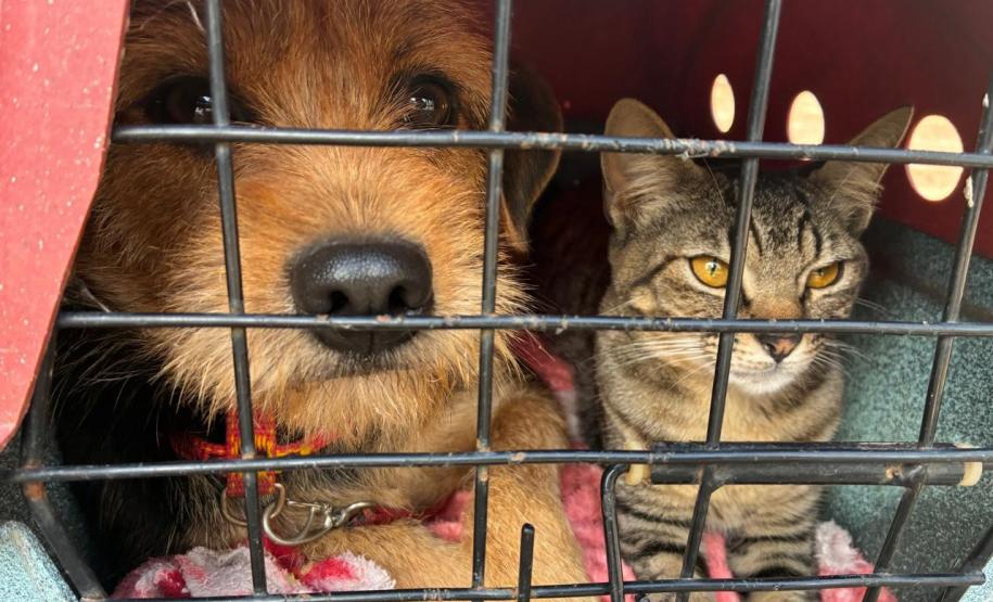 CastraPet beneficiou 15,8 mil animais do Litoral e RMC