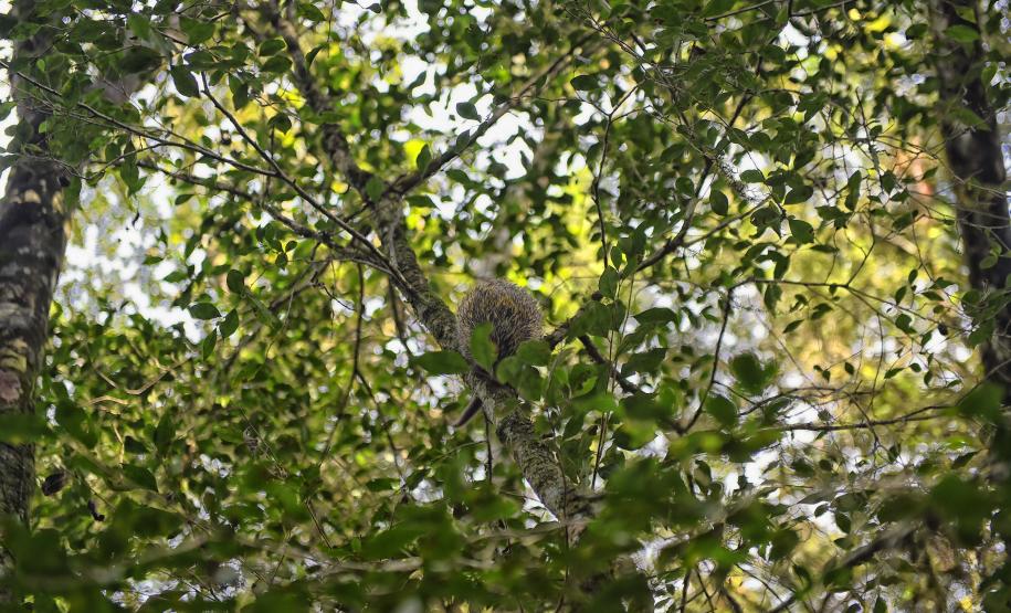 O ouriço é um dos animais silvestres que costuma se movimentar com o aumento gradativo da temperatura a partir da primavera Foto: Denis Ferreira Netto/SEDEST