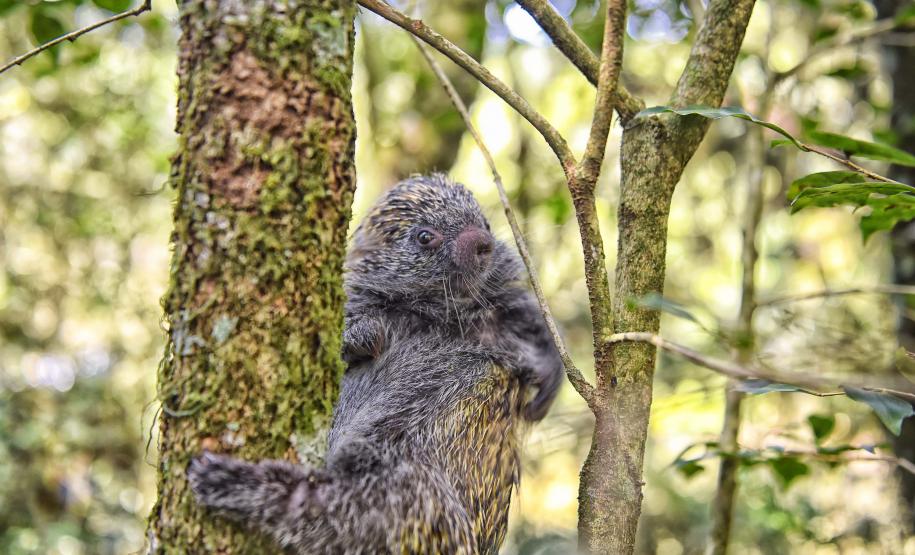 O ouriço é um dos animais silvestres que costuma se movimentar com o aumento gradativo da temperatura a partir da primavera Foto: Denis Ferreira Netto/SEDEST