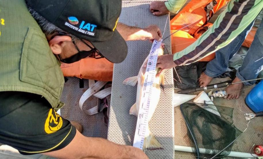 Período de defeso da Piracema começa neste domingo (1º) e vai até 28 de fevereiro no Paraná