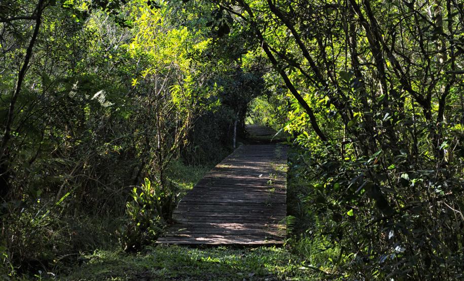 Feriadão na praia? Parque Rio da Onça oferece cinco trilhas para explorar a Mata Atlântica