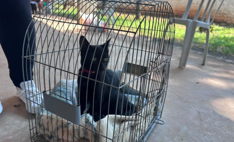 CastraPet beneficiou 15,8 mil animais do Litoral e RMC