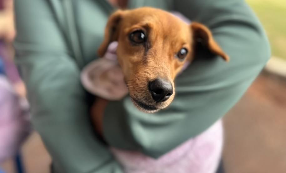 CastraPet beneficiou 15,8 mil animais do Litoral e RMC; confira agenda de novembro