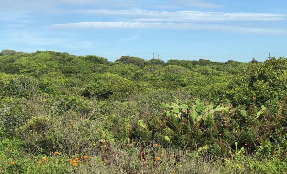 Fazer jardins em área de restinga é crime ambiental