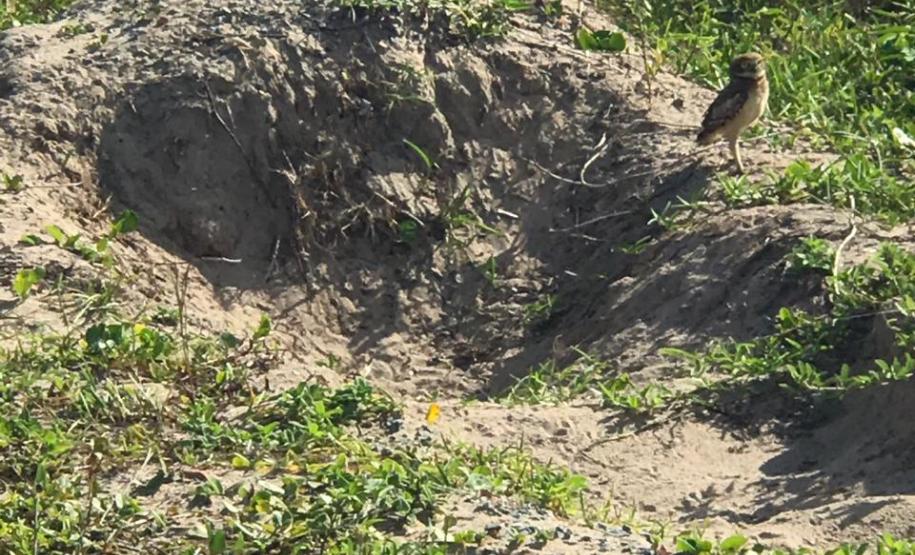 Fazer jardins em área de restinga é crime ambiental