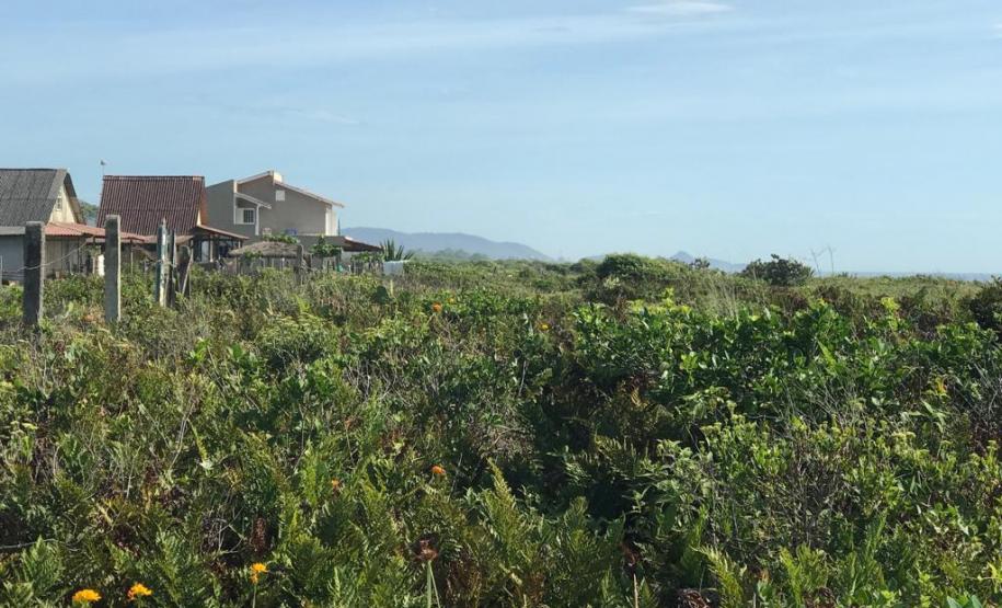 Fazer jardins em área de restinga é crime ambiental
