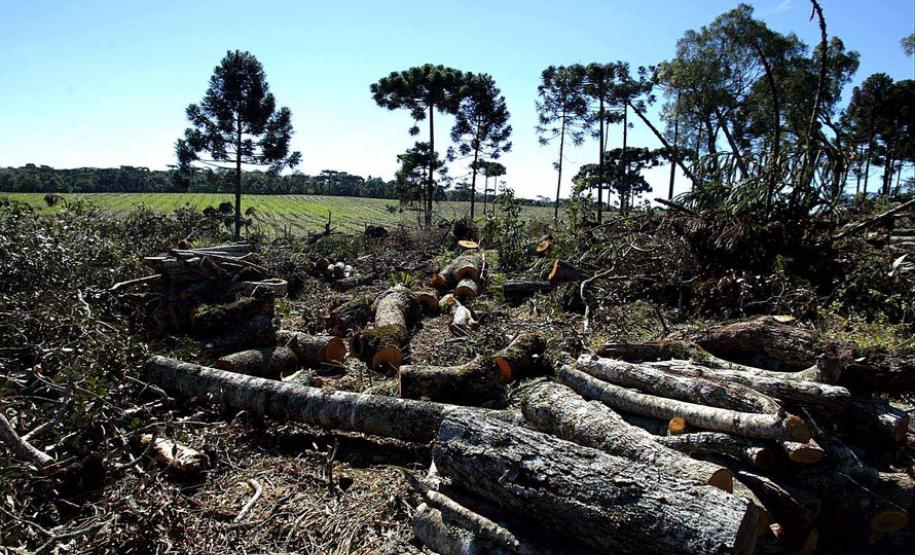 Estado já aplicou 930 autos de infração ambiental neste ano