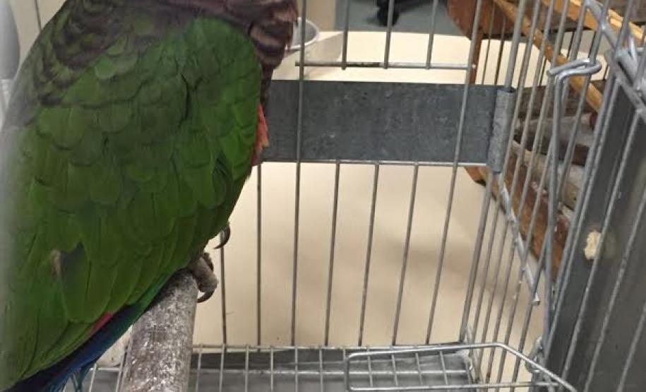 Governo promove ações pelo Dia Mundial do Meio Ambiente