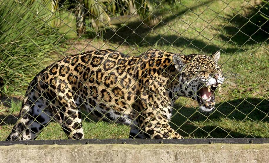 Aves apreendidas em fiscalizações são devolvidas à natureza