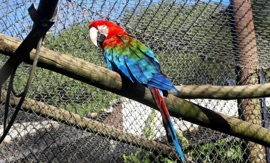 Aves apreendidas em fiscalizações são devolvidas à natureza