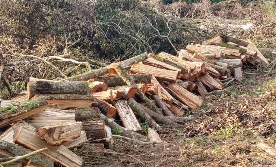 IAP apreende madeira de corte ilegal de vegetação nativa