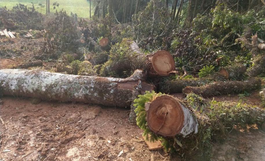 IAP apreende madeira de corte ilegal de vegetação nativa