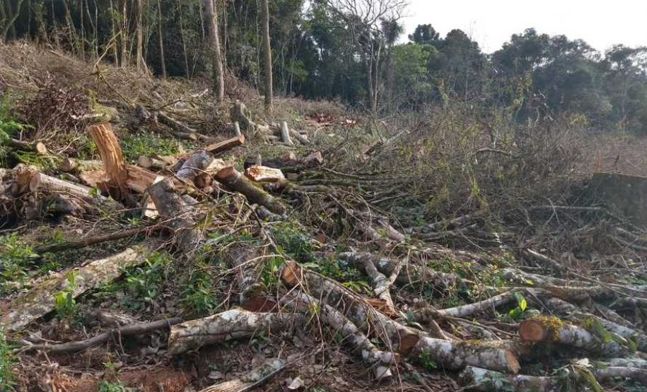 IAP apreende madeira de corte ilegal de vegetação nativa