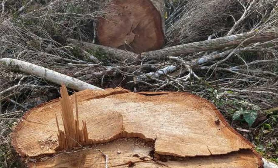 IAP apreende madeira de corte ilegal de vegetação nativa