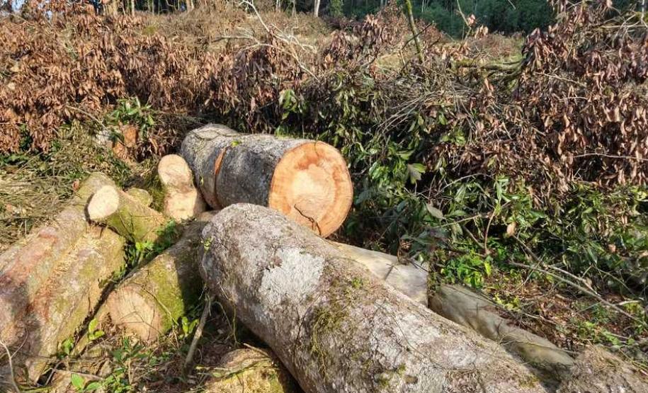 IAP apreende madeira de corte ilegal de vegetação nativa