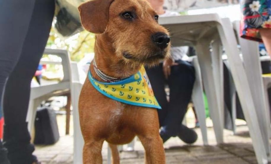 Castração gratuita de cães e gatos inicia ações do Julho Dourado